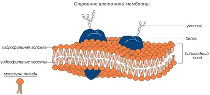 Как да премахнете мазнините изгаряне на мазнини