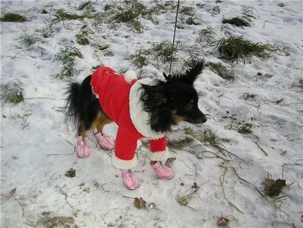 Hogyan válasszuk ki a ruhák a kis játék terrier