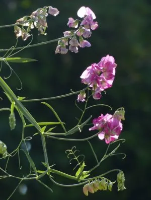 Cum să crească mazăre dulce la balcon