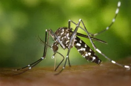 Как да се карам комари от стаята