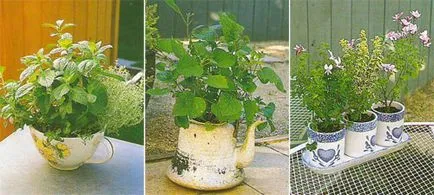 Как да расте билки у дома