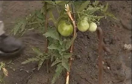 Cum să crească o recoltă bogată de tomate