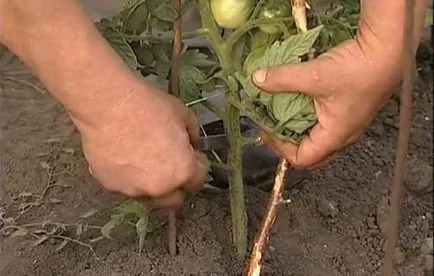 Cum să crească o recoltă bogată de tomate