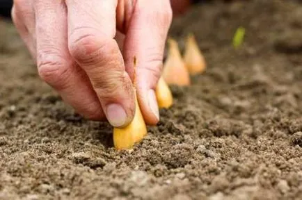 Hogyan növekszik a nagy hagyma Seva, a hazafelé