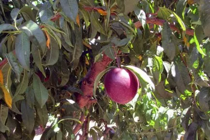 Cum să crească un nectarine - plantarea și cultivarea în grădină, domsadovnika