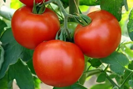 Как да расте богата реколта от домати