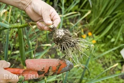 Hogyan növekszik és folyamatosan fokhagyma aratás