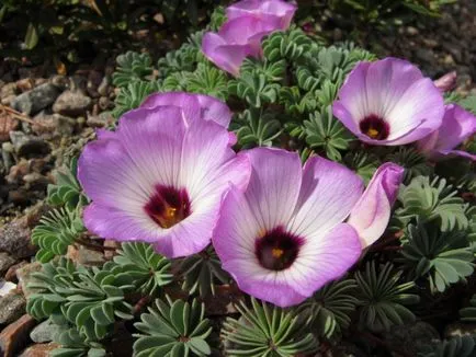 Как да расте в дома oksalis видове киселец цветя и техните качества, характеристики и грижи