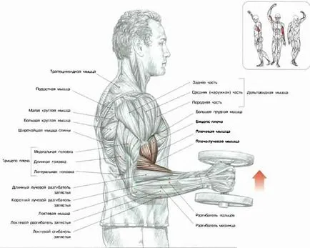 Ahogy az elmúlt hónapban a szivattyú fel bicepsz ez lehet fejleszteni a bicepsz 30 napon belül -