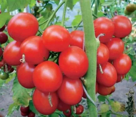 Cum să crească o recoltă bogată de tomate