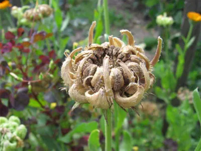 Calendula officinalis termesztés és fajták