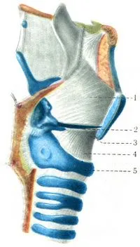 Laringe (laringe), sistemul respirator, anatomia umană