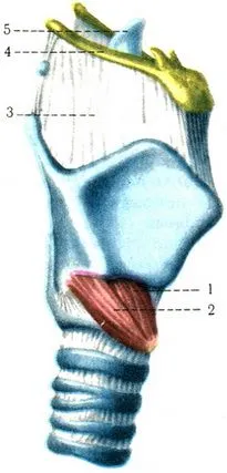 Laringe (laringe), sistemul respirator, anatomia umană