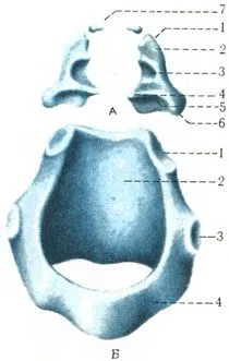 Laringe (laringe), sistemul respirator, anatomia umană
