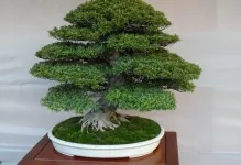 Pot bonsai átültetett saját kezűleg, a minta