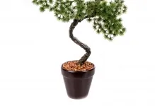 Pot pentru bonsai transplantat cu propriile lor mâini, cu un model