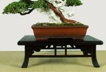 Pot pentru bonsai transplantat cu propriile lor mâini, cu un model