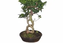 Pot bonsai átültetett saját kezűleg, a minta