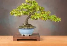 Pot pentru bonsai transplantat cu propriile lor mâini, cu un model