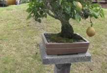 Pot bonsai átültetett saját kezűleg, a minta