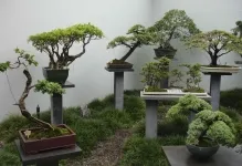 Pot pentru bonsai transplantat cu propriile lor mâini, cu un model