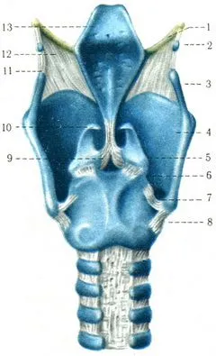 Laringe (laringe), sistemul respirator, anatomia umană