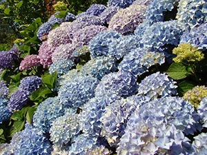 Hortensia de iarna - pregătirea pentru hortensie de iarnă, fotografie hortensie, taierea hortensii și adăpost pentru iarnă