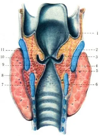 Laringe (laringe), sistemul respirator, anatomia umană