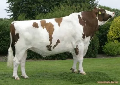 Холщайн крава - добитък - библиотека - семейна ферма
