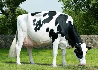 Холщайн крава - добитък - библиотека - семейна ферма