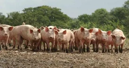 A főbb országok elterjedt szarvasmarha - jótevői emberiség