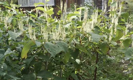 Highlander сортове растения, отглеждане и поддръжка (видео)
