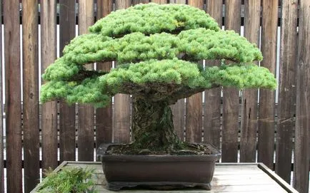 Pot pentru bonsai transplantat cu propriile lor mâini, cu un model