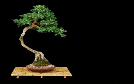 Pot pentru bonsai mâinile proprii sub un bonsai cu un model, transplantat în oală ceramică, flori