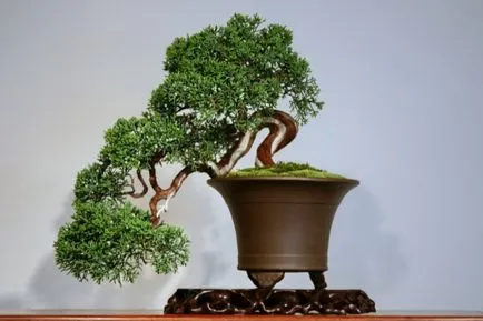 Pot bonsai átültetett saját kezűleg, a minta