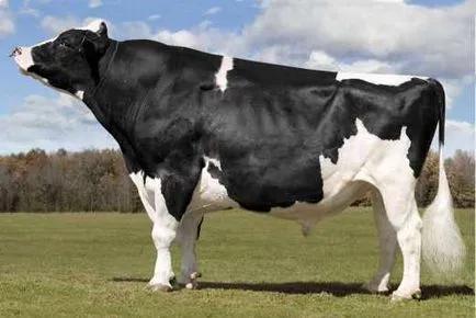 Holstein - külső, fajta leírás, fényképek golshtin