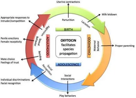 Partea de lumină hormonului oxitocina a forței