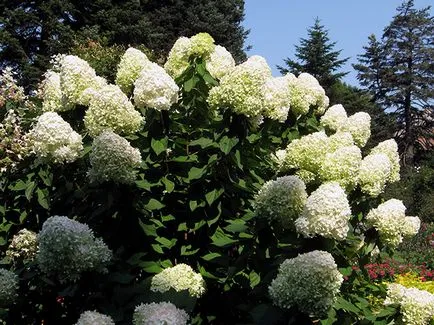 Hortensia de iarna - pregătirea pentru hortensie de iarnă, fotografie hortensie, taierea hortensii și adăpost pentru iarnă