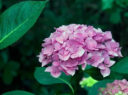 Hortensia de iarna - pregătirea pentru hortensie de iarnă, fotografie hortensie, taierea hortensii și adăpost pentru iarnă