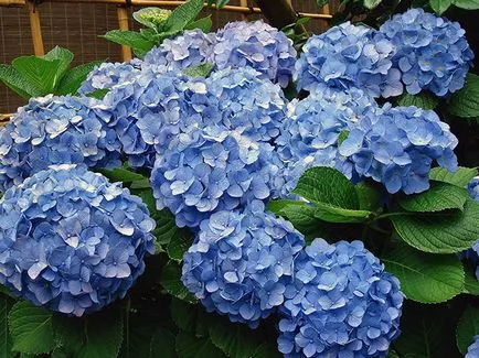 Hortensia de iarna - pregătirea pentru hortensie de iarnă, fotografie hortensie, taierea hortensii și adăpost pentru iarnă