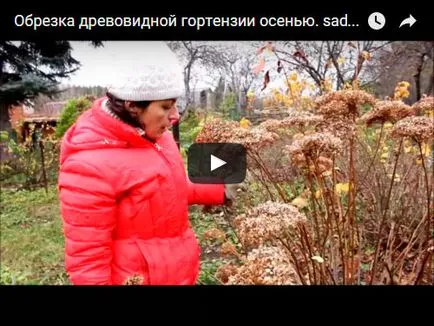 Hortensia de iarna - pregătirea pentru hortensie de iarnă, fotografie hortensie, taierea hortensii și adăpost pentru iarnă