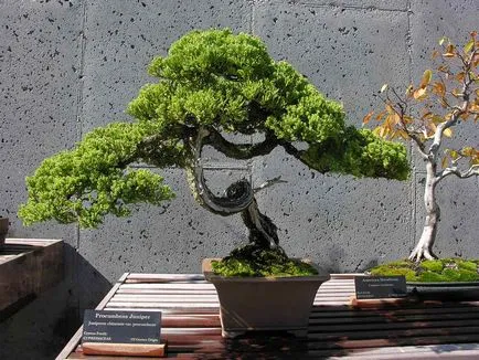 Pot pentru bonsai mâinile proprii sub un bonsai cu un model, transplantat în oală ceramică, flori