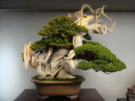 Pot pentru bonsai mâinile proprii sub un bonsai cu un model, transplantat în oală ceramică, flori