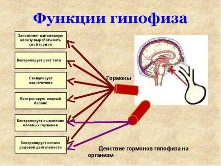 Хормонът на растежа за деца недостатък, който норма, анализи и как да се увеличи