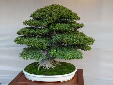 Pot pentru bonsai transplantat cu propriile lor mâini, cu un model