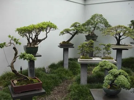 Pot bonsai átültetett saját kezűleg, a minta