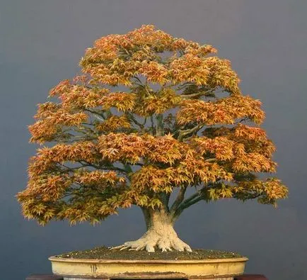 Pot pentru bonsai mâinile proprii sub un bonsai cu un model, transplantat în oală ceramică, flori