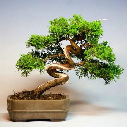 Pot pentru bonsai mâinile proprii sub un bonsai cu un model, transplantat în oală ceramică, flori