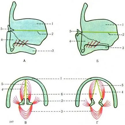 Laringe (laringe), sistemul respirator, anatomia umană