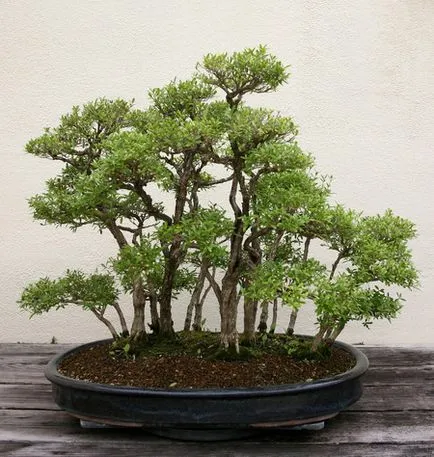 Pot pentru bonsai transplantat cu propriile lor mâini, cu un model